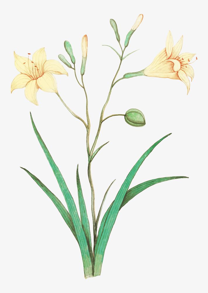 Vintage yellow lily flower illustration in vector