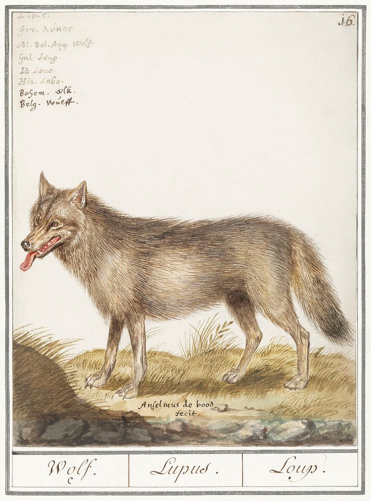 Wolf, Canis lupus (1596&ndash;1610) by Anselmus Bo&euml;tius de Boodt. Original from the Rijksmuseum. Digitally enhanced by…