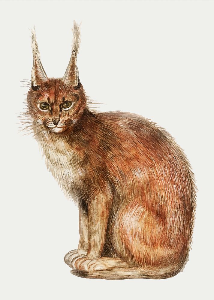 Vintage lynx illustration in vector