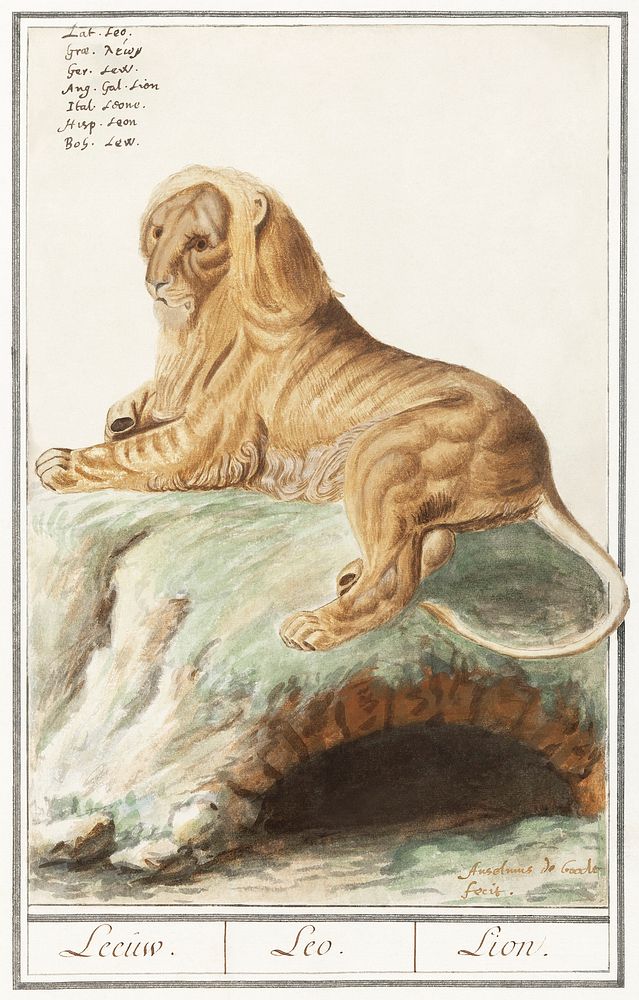 Lion, Panthera leo (1596&ndash;1610) by Anselmus Bo&euml;tius de Boodt. Original from the Rijksmuseum. Digitally enhanced by…