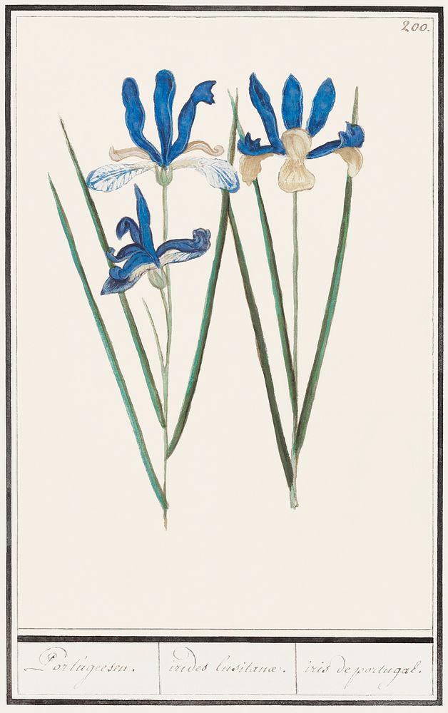 Blue iris, Iris sibirica (1596&ndash;1610) by Anselmus Bo&euml;tius de Boodt. Original from the Rijksmuseum. Digitally…