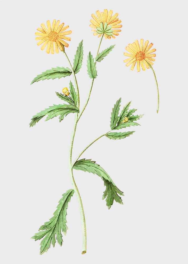 Vintage chrysanths flower illustration in vector