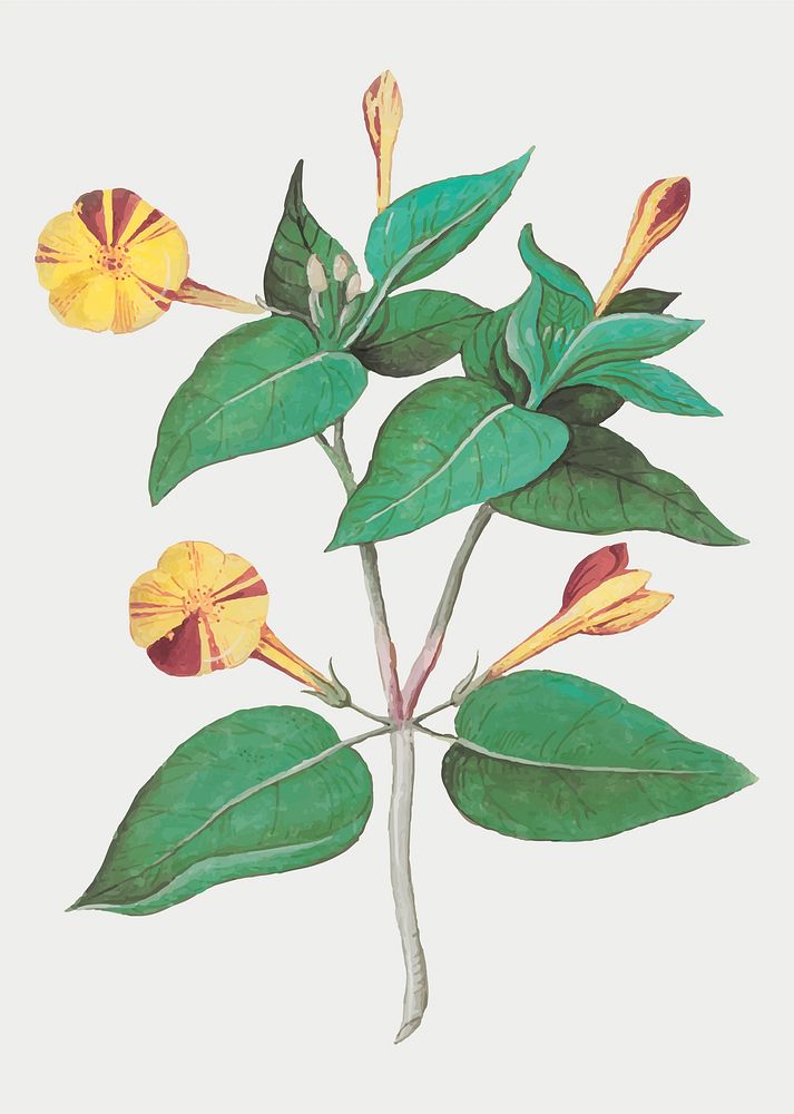Vintage marvel of Peru flower illustration in vector