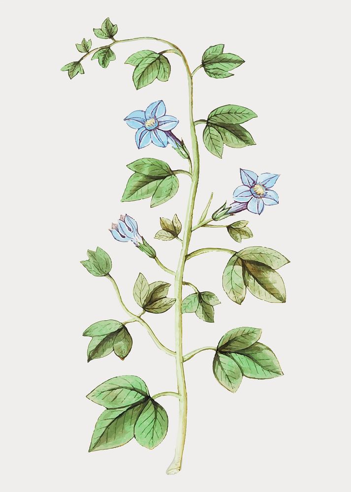 Vintage bell flower illustration in vector