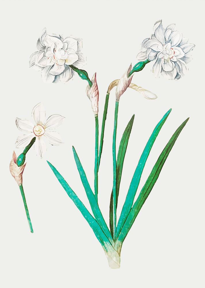 Vintage bell flower illustration in vector