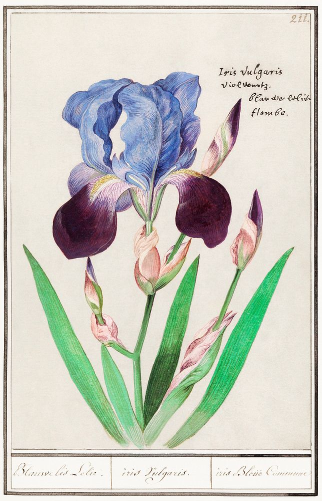 Purple iris (1596&ndash;1610) by Anselmus Bo&euml;tius de Boodt. Original from the Rijksmuseum. Digitally enhanced by…