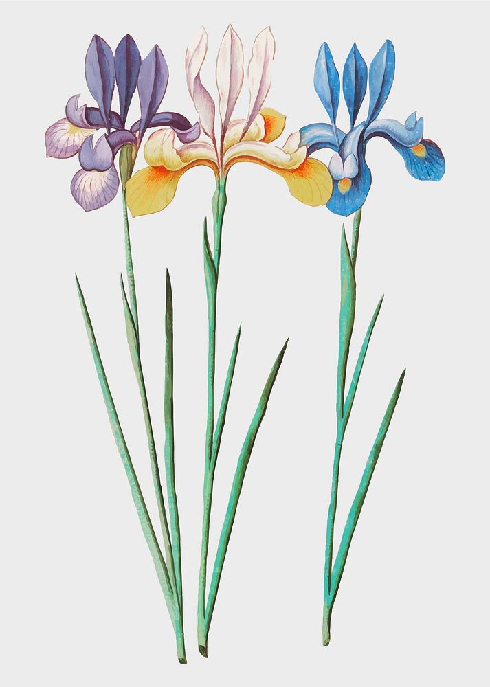 Vintage iris flower illustration in vector