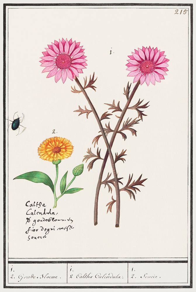 Pink flower, unknown and marigold, Calendula officinalis (1596&ndash;1610) by Anselmus Bo&euml;tius de Boodt. Original from…