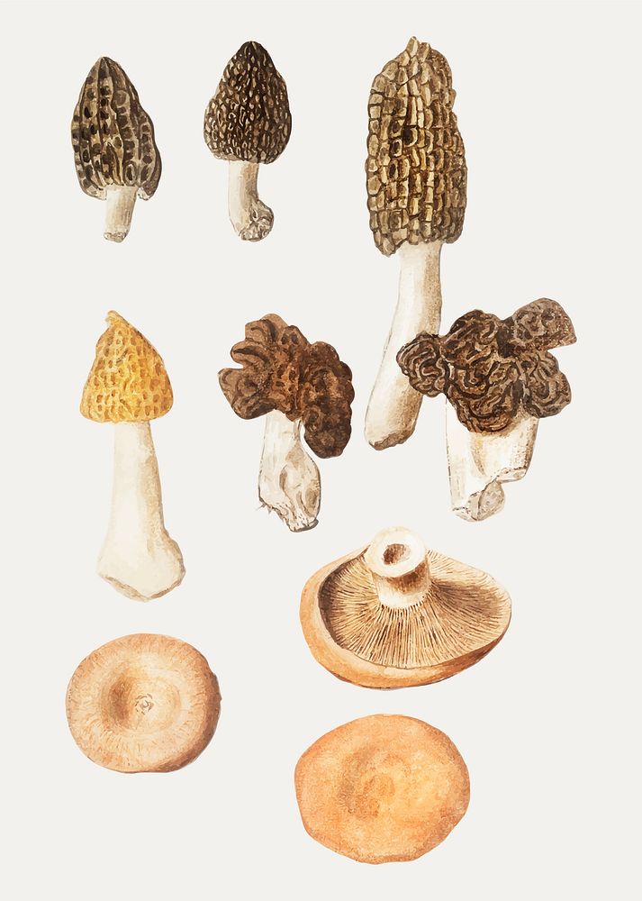 Vintage mushroom variety illustration vector