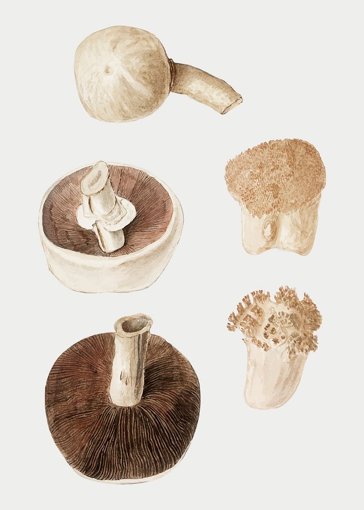 Vintage mushroom variety illustration vector