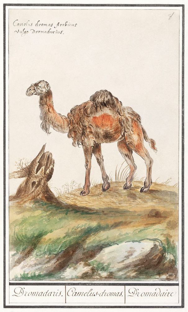 Dromedary, Camelus dromedarius (1596&ndash;1610) by Anselmus Bo&euml;tius de Boodt. Original from the Rijksmuseum. Digitally…