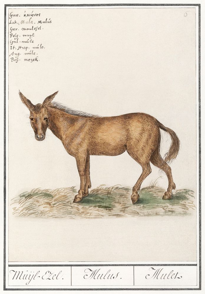 Mule, Equus mulus (1596&ndash;1610) by Anselmus Bo&euml;tius de Boodt. Original from the Rijksmuseum. Digitally enhanced by…