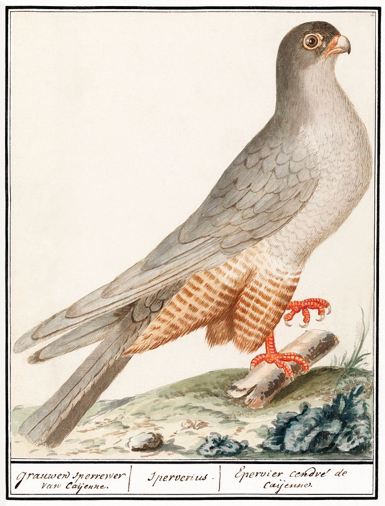 Red-footed falcon (1596&ndash;1610) by Anselmus Bo&euml;tius de Boodt. Original from the Rijksmuseum. Digitally enhanced by…