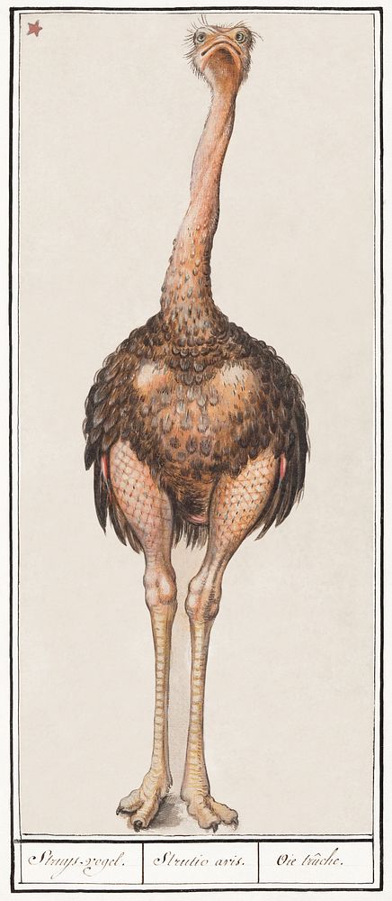 Ostrich, Struthio camelus (1596&ndash;1610) by Anselmus Bo&euml;tius de Boodt. Original from the Rijksmuseum. Digitally…