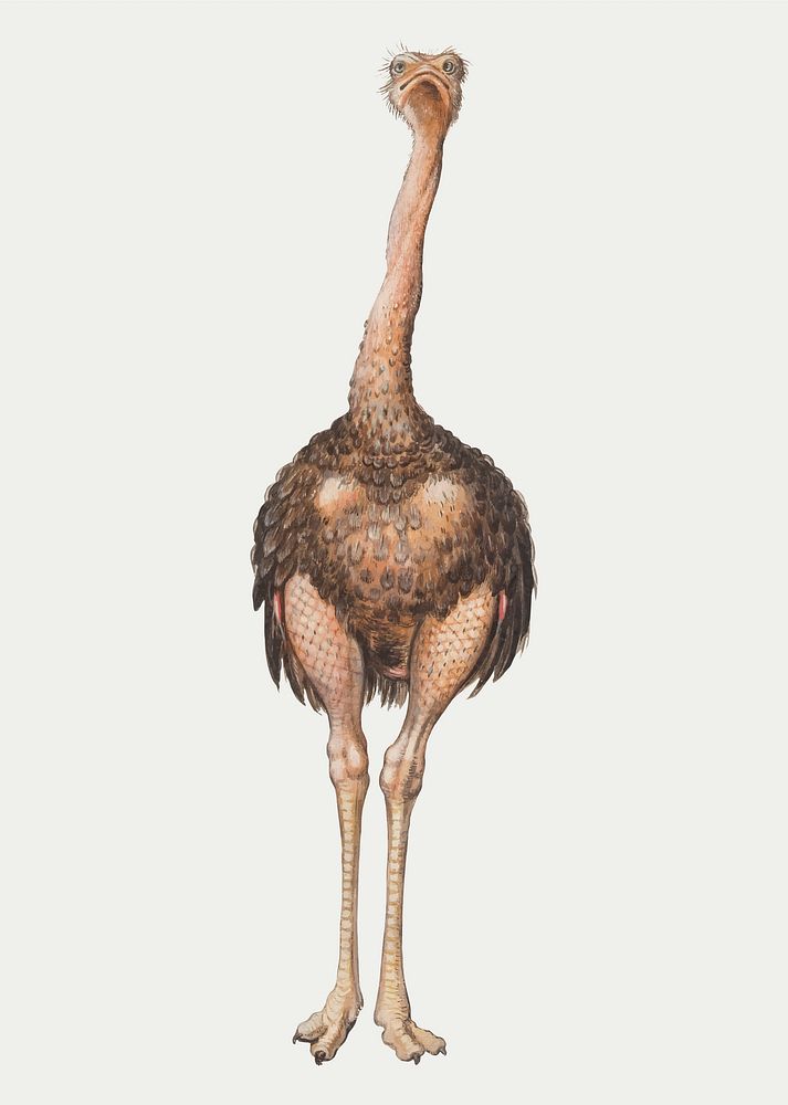 Vintage full length ostrich illustration vector