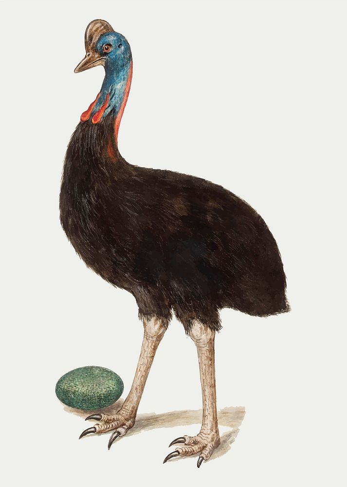 Vintage cassowary bird illustration vector