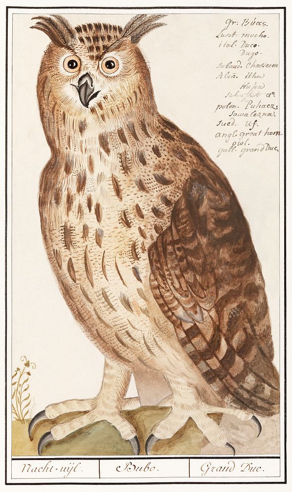 Eagle Owl, Bubo bubo (1596&ndash;1610) by Anselmus Bo&euml;tius de Boodt. Original from the Rijksmuseum. Digitally enhanced…