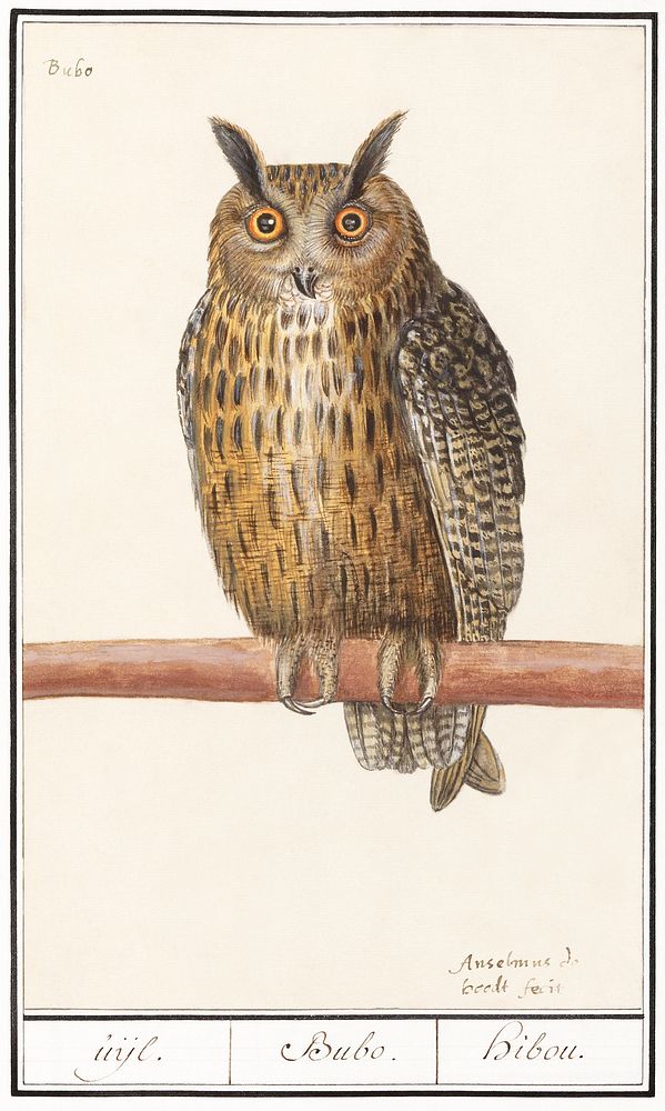 Long-eared owl (1596&ndash;1610) by Anselmus Bo&euml;tius de Boodt. Original from the Rijksmuseum. Digitally enhanced by…