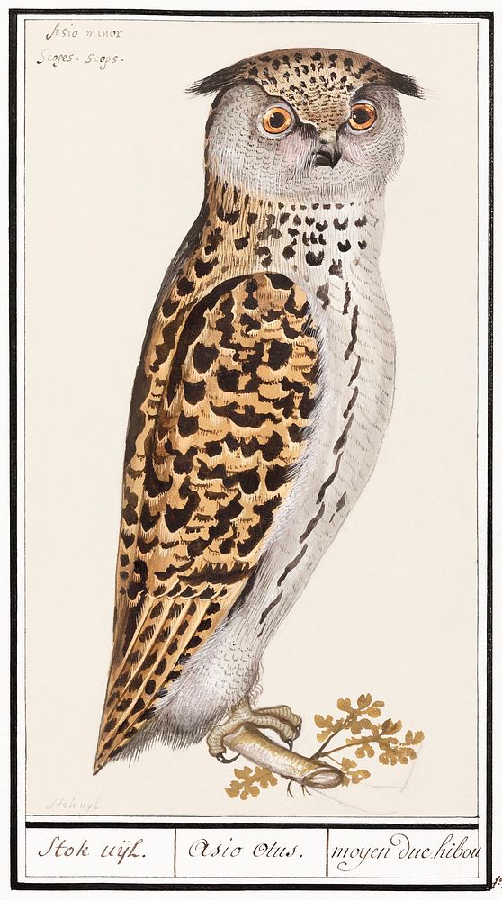 Eurasian scops owl (1596&ndash;1610) by Anselmus Bo&euml;tius de Boodt. Original from the Rijksmuseum. Digitally enhanced by…