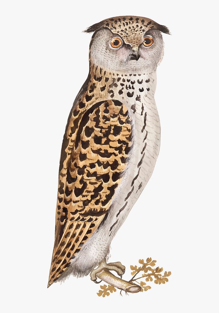 Vintage scops owl illustration in vector
