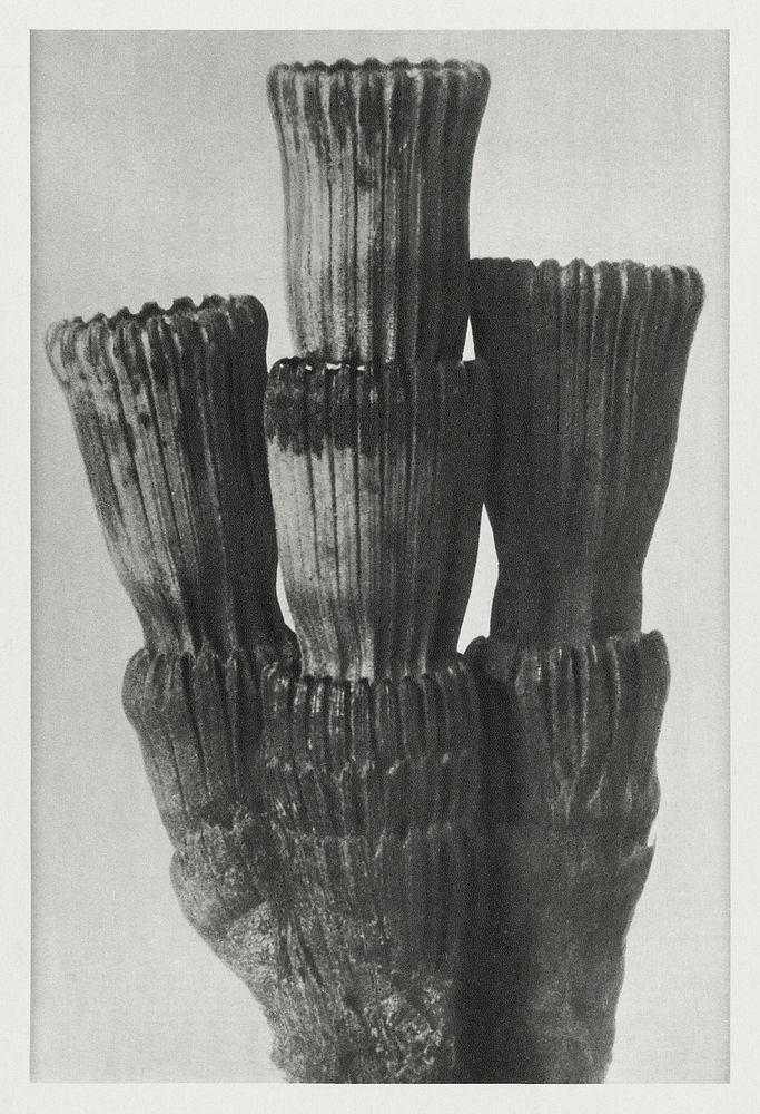 Equisetum Hiemale (Winter Horsetail) part of root enlarged 8 times from Urformen der Kunst (1928) by Karl Blossfeldt.…