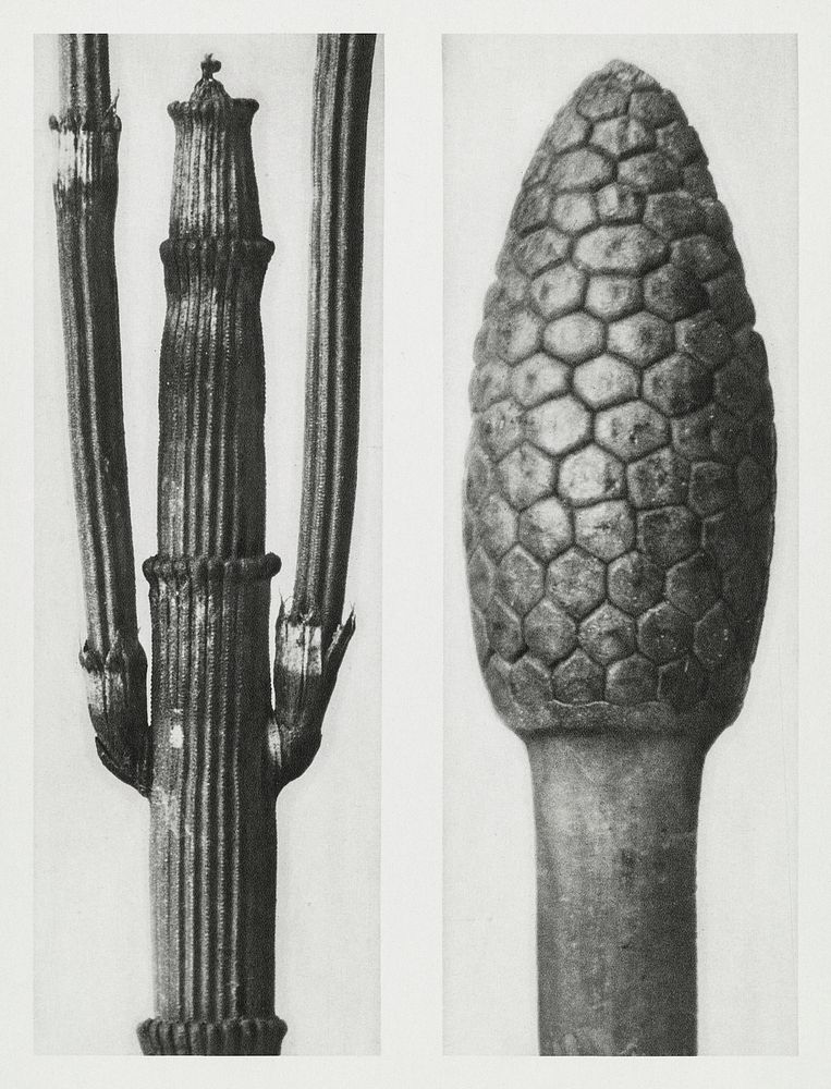 Equisetum Hiemale (Winter Horsetail) enlarged 8 times and Equisetum Arvense (Bottle&ndash;Brush or False Horsetail) enlarged…