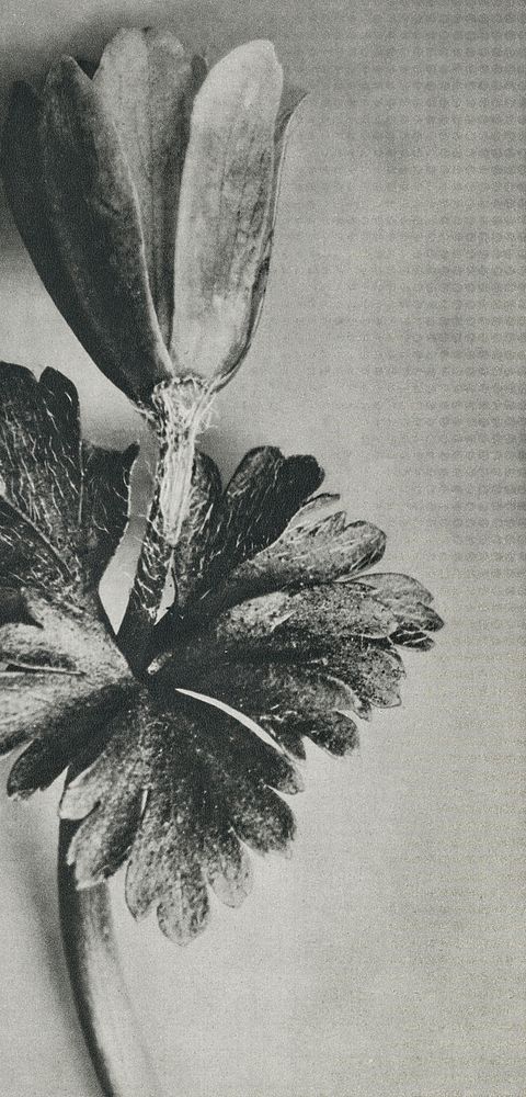 Anemone Blanda (Windblume) enlarged 8 times