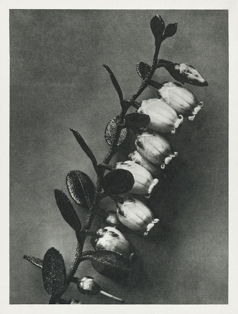 Lyonia calyculata enlarged 8 times from Urformen der Kunst (1928) by Karl Blossfeldt. Original from The Rijksmuseum.…
