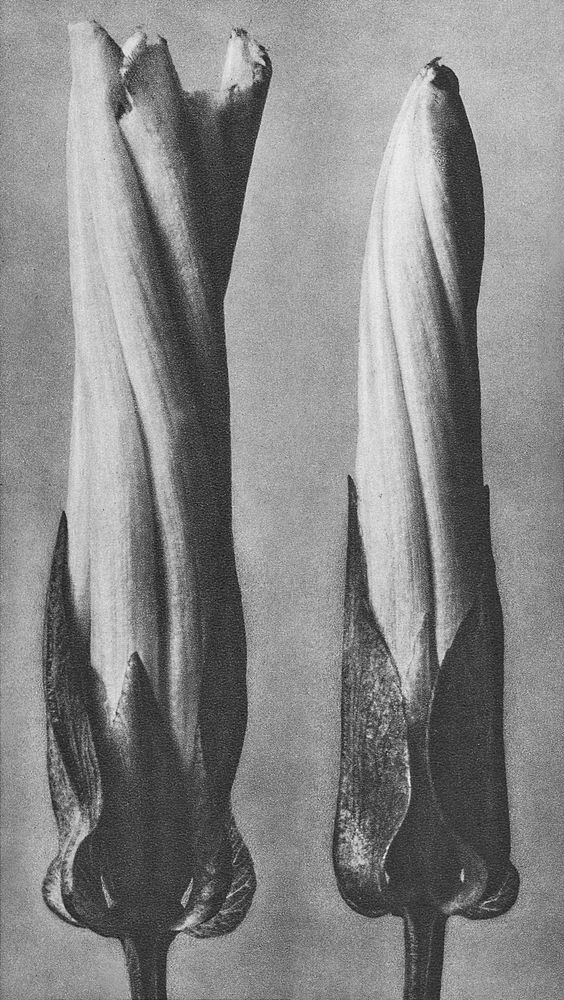 Convolvulus Sepium (Hedge Bindweed) enlarged 5 times