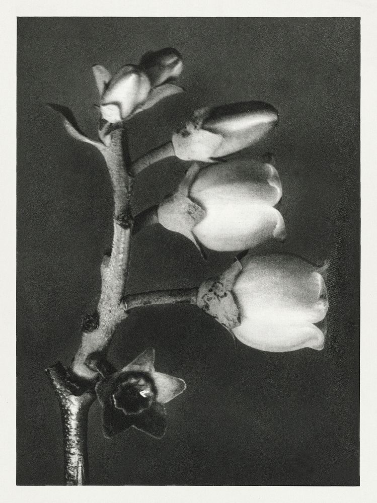 Vaccinium Corymbosum (Blueberry) enlarged 10 times from Urformen der Kunst (1928) by Karl Blossfeldt. Original from The…
