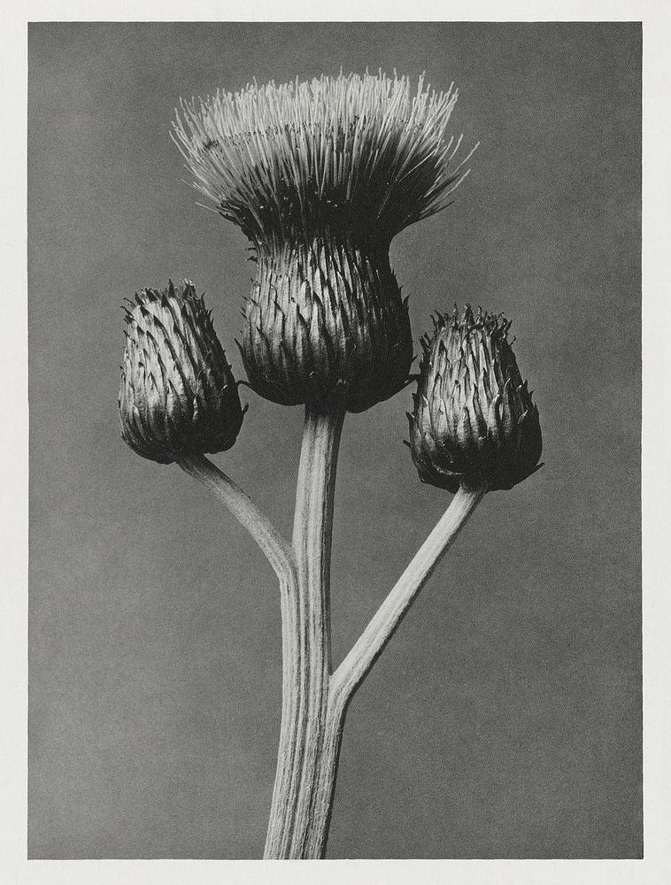 Cirsium Canum (Queen Anne Thistle) enlarged 4 times from Urformen der Kunst (1928) by Karl Blossfeldt. Original from The…