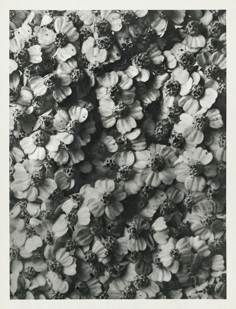 Achillea Millefolium (Common Yarrow) enlarged 8 times from Urformen der Kunst (1928) by Karl Blossfeldt. Original from The…