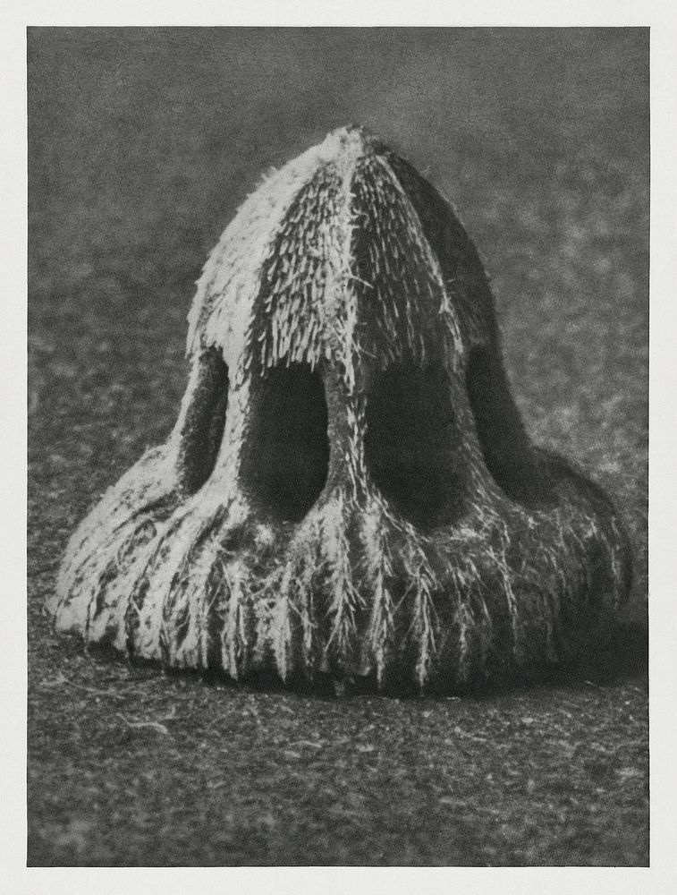 Callistemma Brachiatum (Seed of a Scabious) enlarged 30 times from Urformen der Kunst (1928) by Karl Blossfeldt. Original…