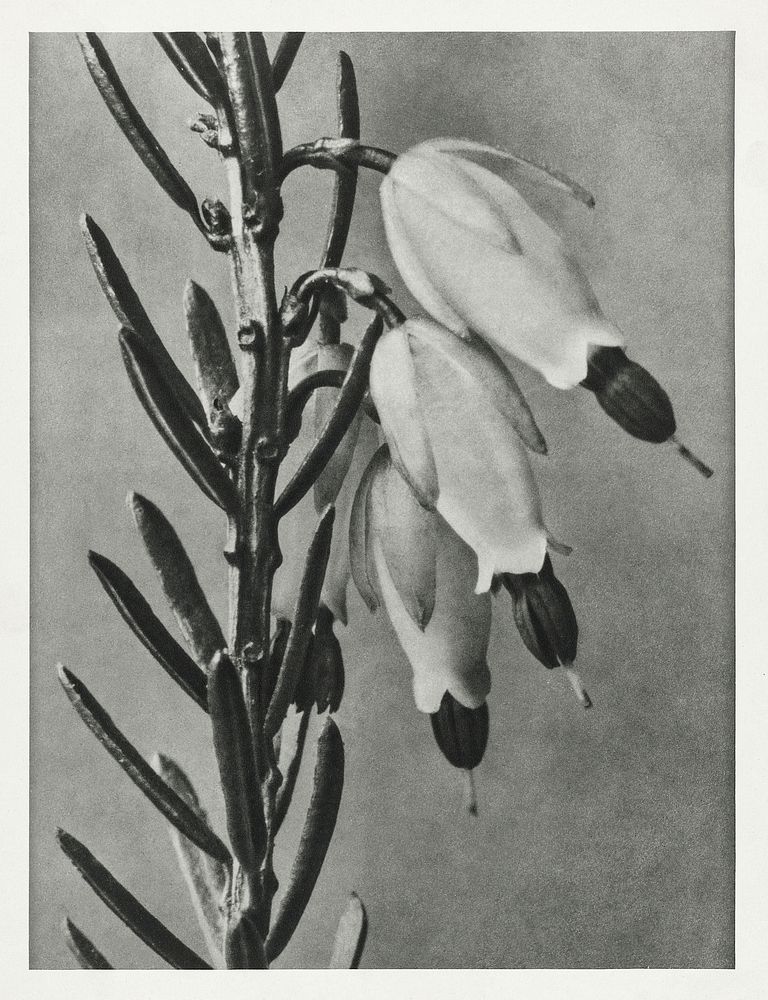 Erica Herbacea (winter heath) enlarged 16 times from Urformen der Kunst (1928) by Karl Blossfeldt. Original from The…