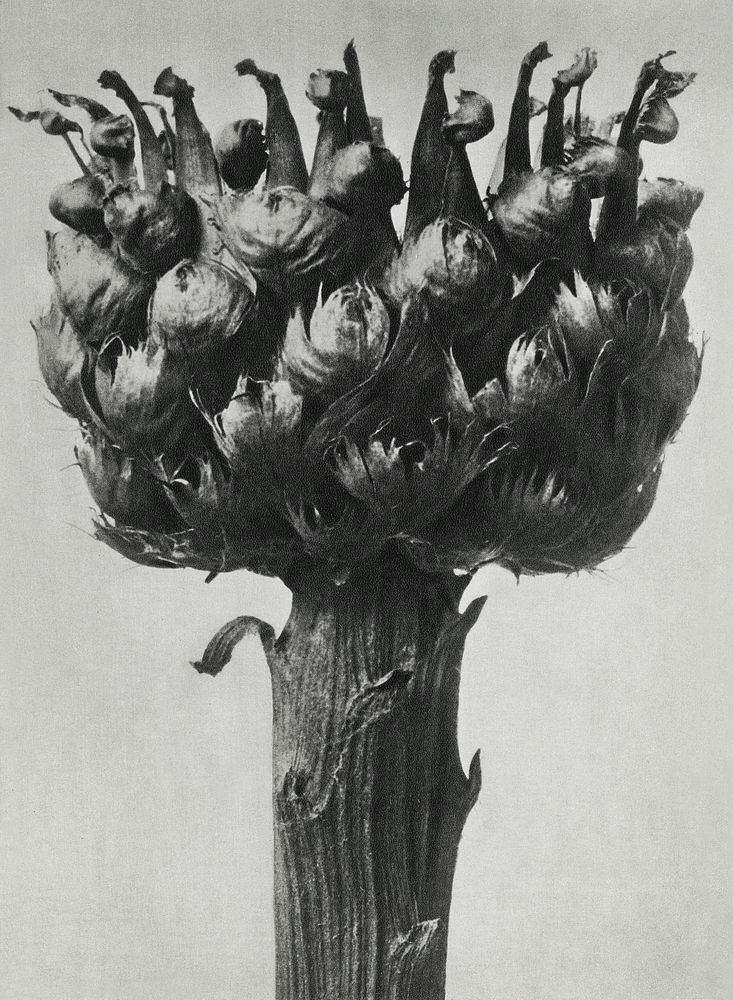 Centaurea macrocephala (Bighead Knapweed) enlarged 5 times