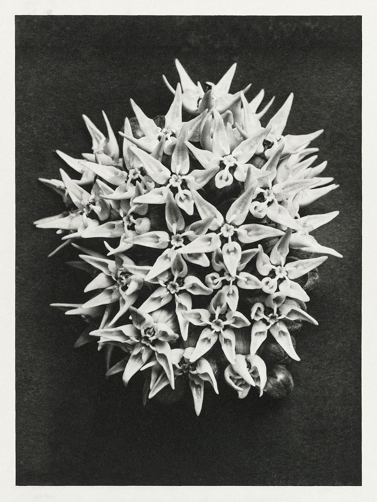Asclepias speciosa (Showy Milkweed) enlarged 3 times from Urformen der Kunst (1928) by Karl Blossfeldt. Original from The…