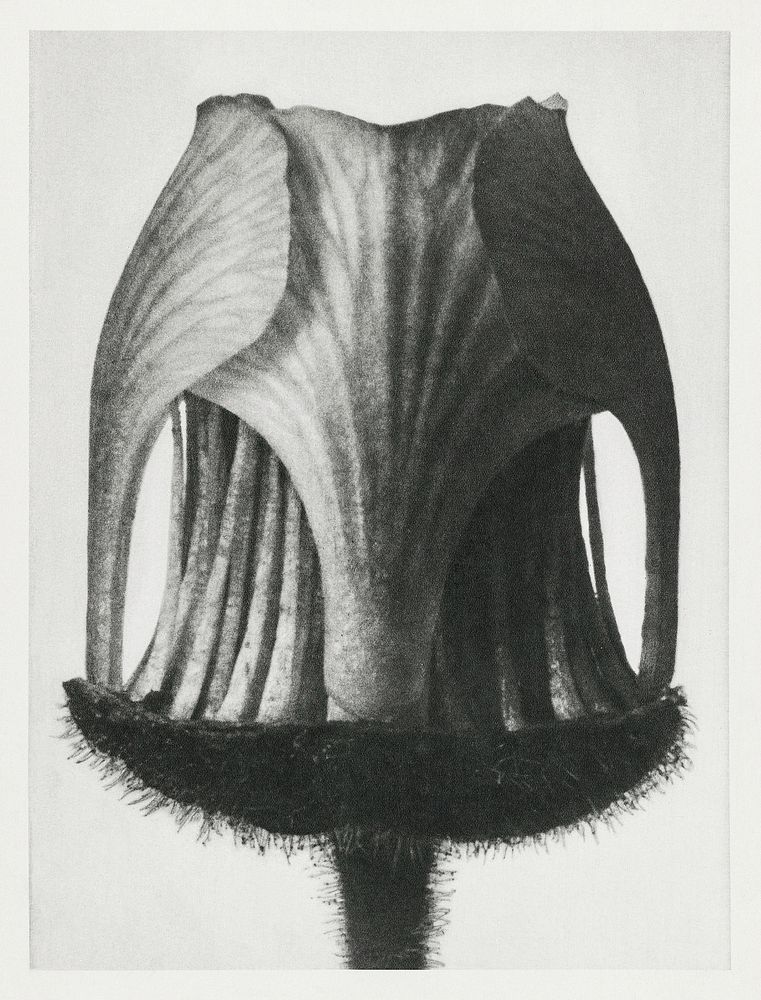 Geum Rivale (Nodding Avens Flower&ndash;Bud with the Sepals Removed) enlarged 25 times from Urformen der Kunst (1928) by…