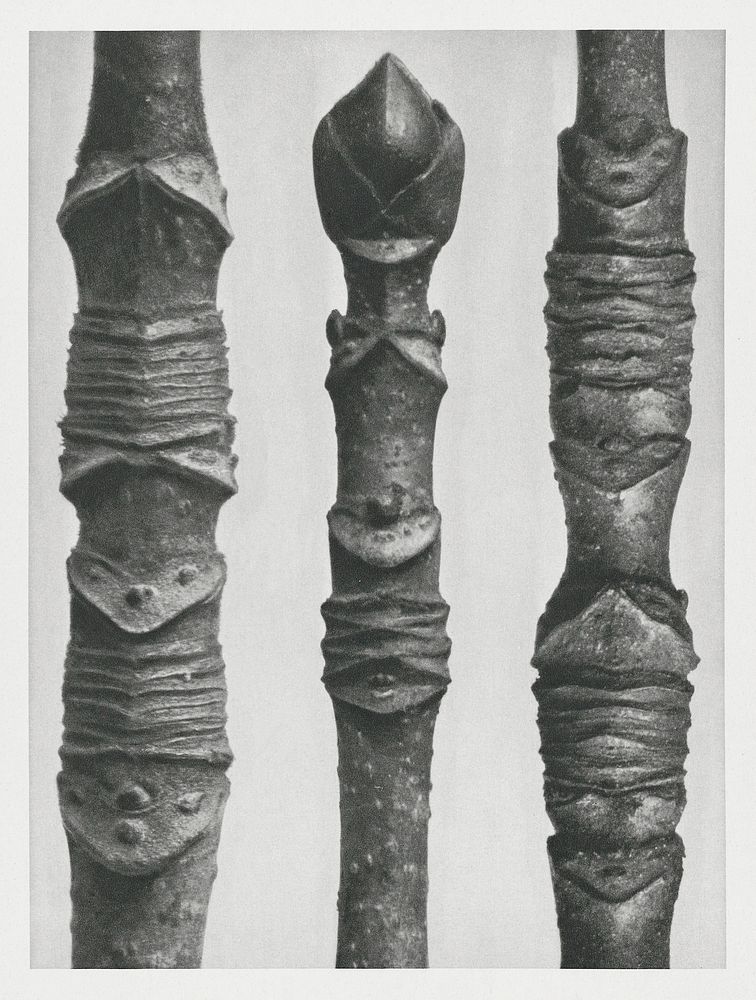 Acer Stems (Different Varieties of Maple) enlarged 10 times from Urformen der Kunst (1928) by Karl Blossfeldt. Original from…