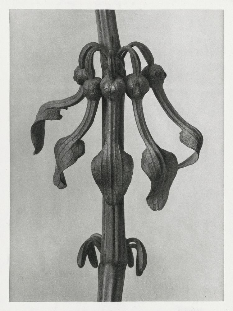 Aristolochia Clematitis (Upright Birth&ndash;Wort) flowers enlarged 7 times from Urformen der Kunst (1928) by Karl…