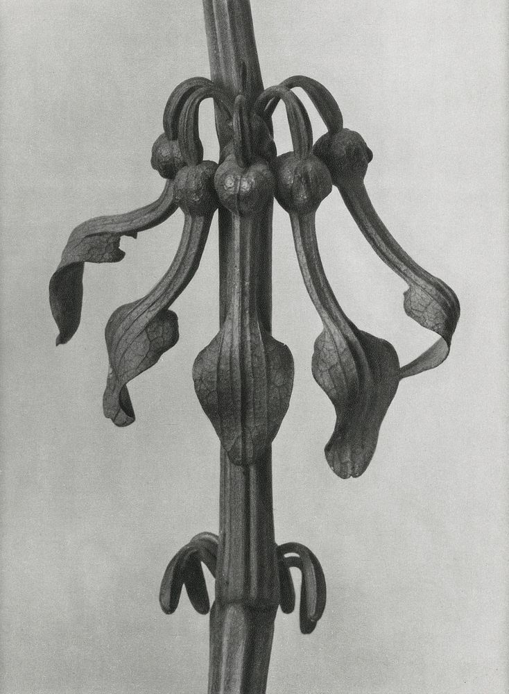 Aristolochia Clematitis (Upright Birth&ndash;Wort) flowers enlarged 7 times