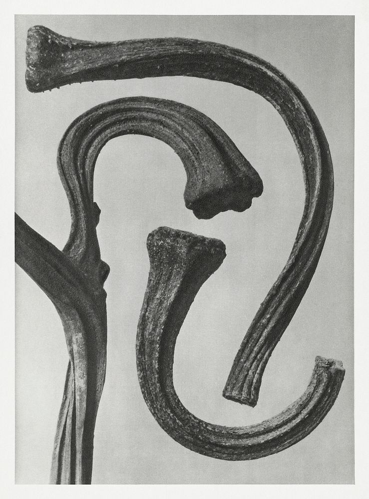 Cucurbita (stems of a Pumpkin) enlarged 3 times from Urformen der Kunst (1928) by Karl Blossfeldt. Original from The…