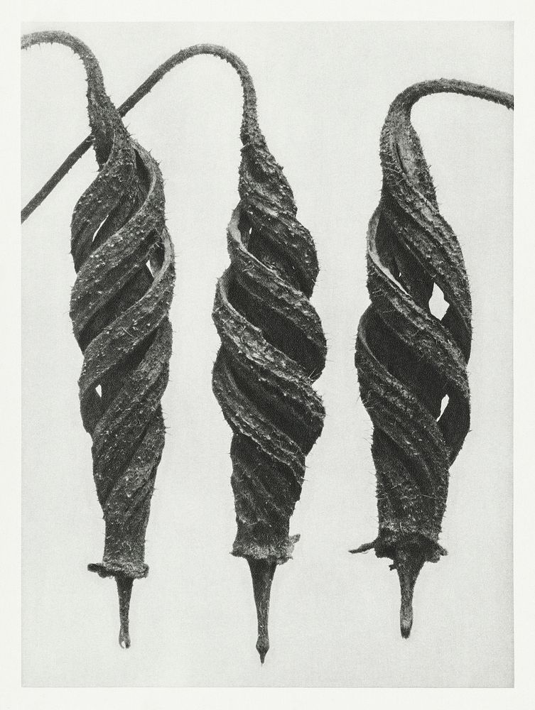 Cajophora Lateritia (Loasaceae) and Chili Nettle enlarged 5 times from Urformen der Kunst (1928) by Karl Blossfeldt.…
