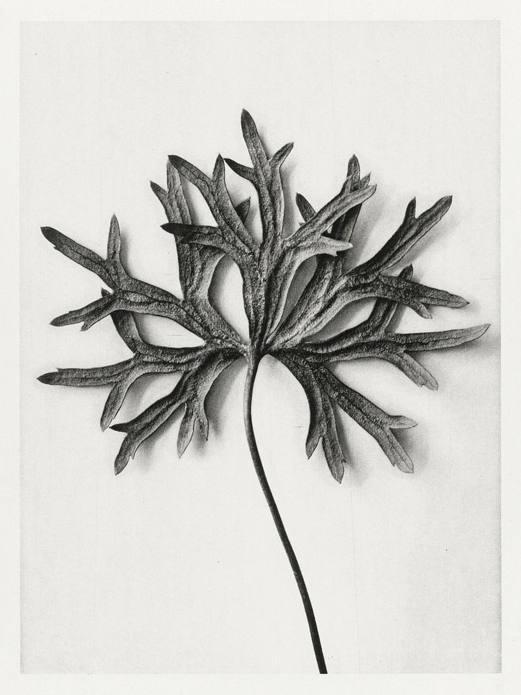 Aconitum Anthora (Yellow Monkshood Leaf) enlarged 3 times from Urformen der Kunst (1928) by Karl Blossfeldt. Original from…
