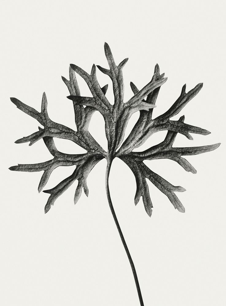 Black and white Aconitum Anthora (Yellow Monkshood Leaf) enlarged 3 times