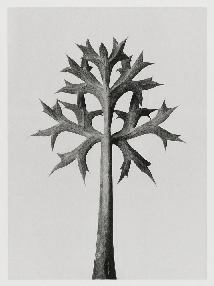 Eryngium Bourgatii (Mediterranean Sea Holly) leaves enlarged 5 times from Urformen der Kunst (1928) by Karl Blossfeldt.…
