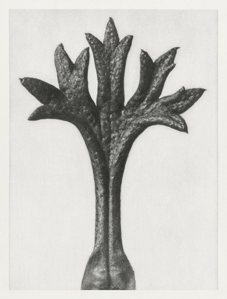 Saxifraga Willkommniana (Willkomm's Saxifrage) leaf enlarged 18 times from Urformen der Kunst (1928) by Karl Blossfeldt.…