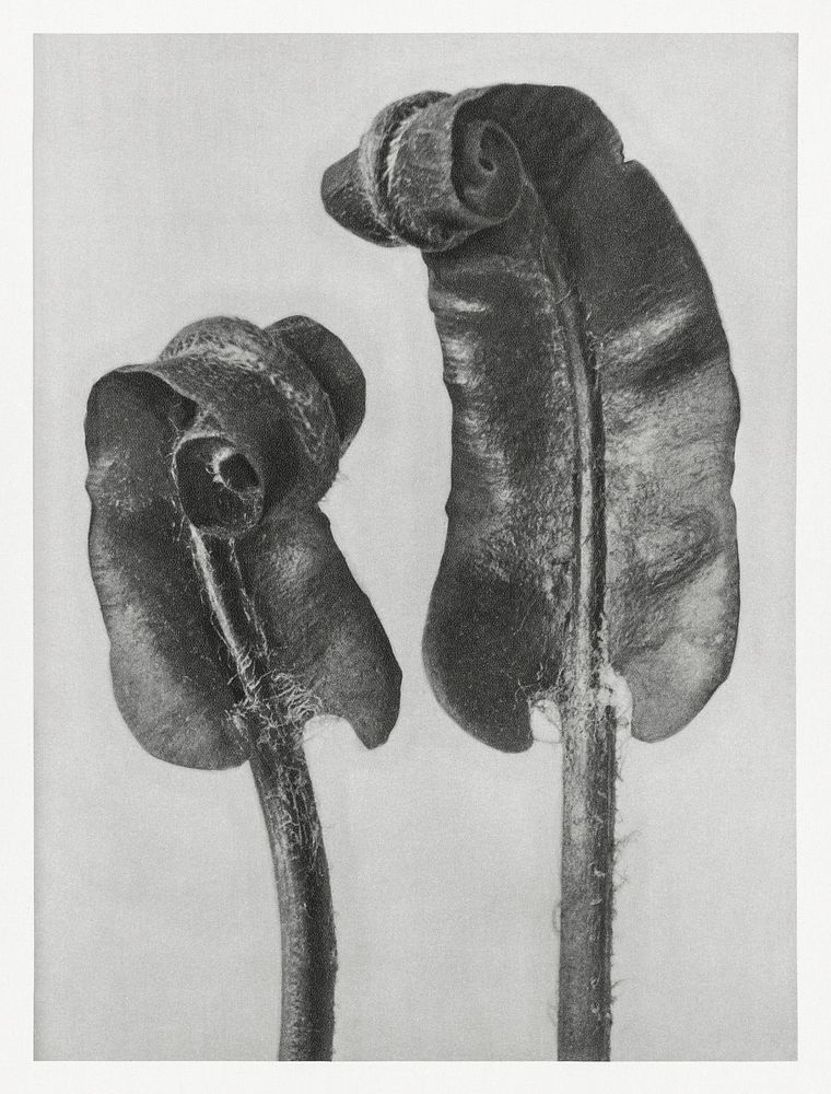 Scolopendrium Vulgare (Hart's&ndash;Tongue Fern) Young Rolled-Up Fronds enlarged 6 times from Urformen der Kunst (1928) by…