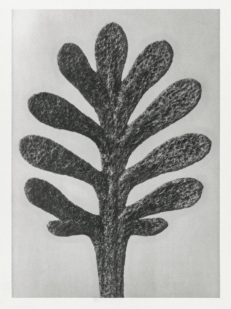 Achillea Umbellata (Yarrow) leaf enlarged 30 times from Urformen der Kunst (1928) by Karl Blossfeldt. Original from The…