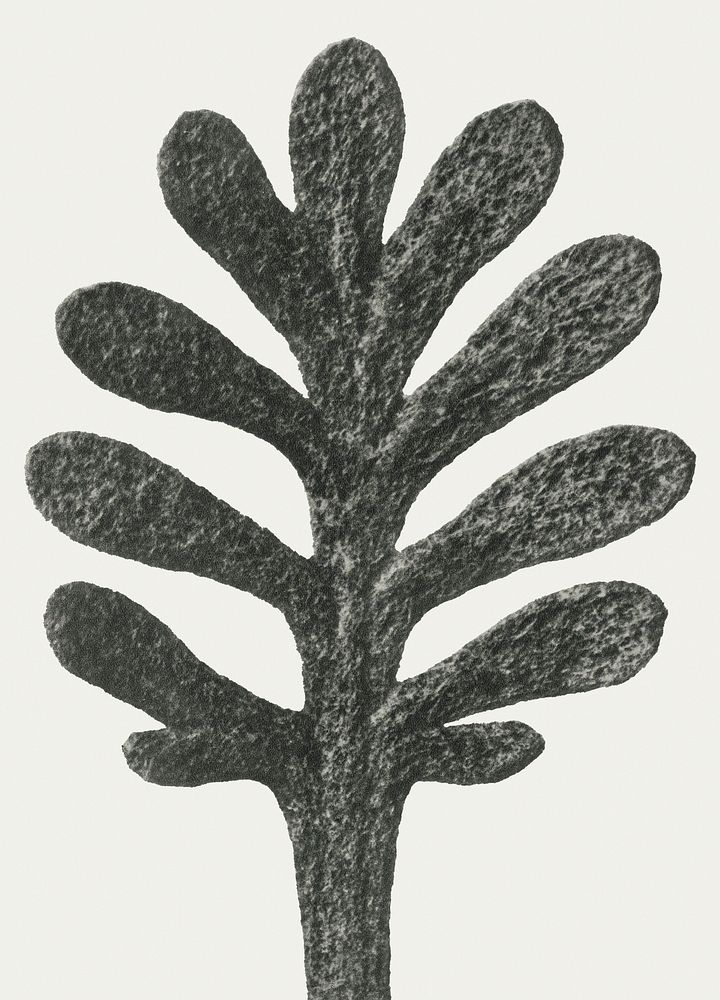 Black and white Achillea Umbellata (Yarrow) leaf enlarged 30 times