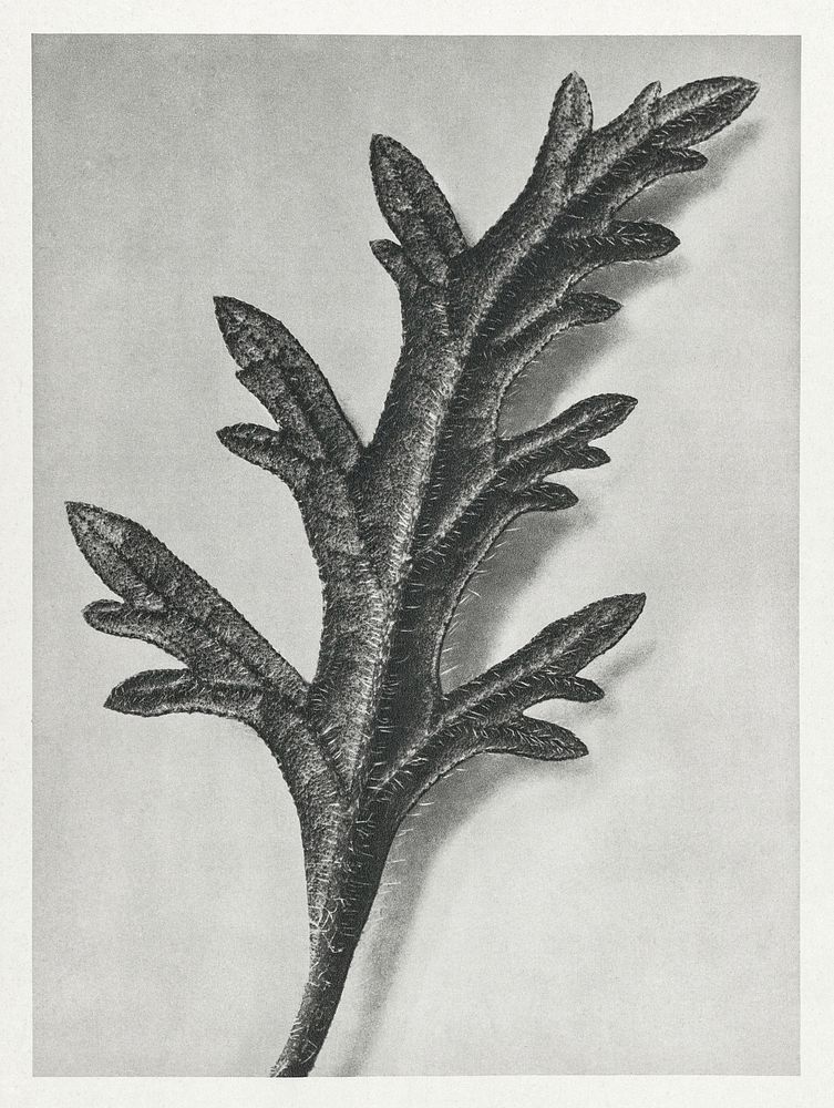 Verbena Canadensis (rose mock vervain) enlarged 10 times from Urformen der Kunst (1928) by Karl Blossfeldt. Original from…